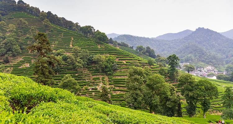 Des plantations de thé vallonnées avec un village niché entre elles.
