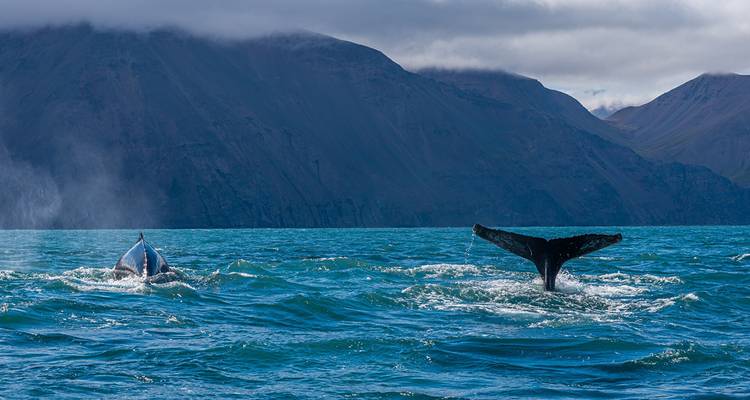 Baleines dans l'océan avec des montagnes en arrière-plan.