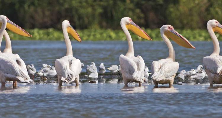 Groupe de pélicans et de mouettes dans un environnement fluvial
