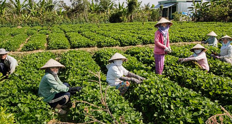 Agriculteurs travaillant dans un champ vert luxuriant.