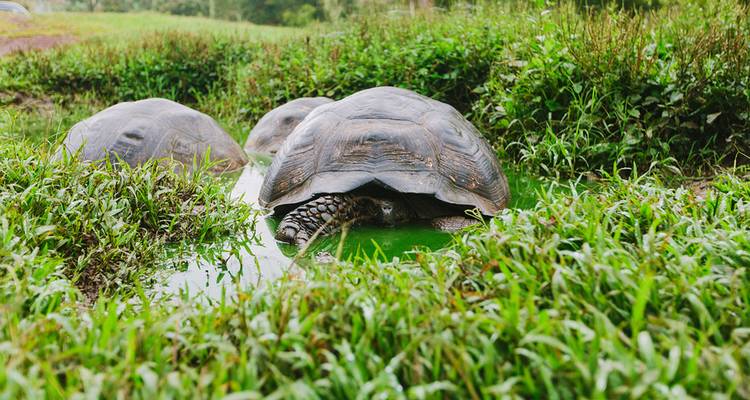 Tortue partiellement immergée dans l'eau.