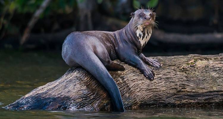 Loutre géante allongée sur une bûche dans l'eau.