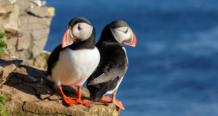 Two puffins perched on a rocky cliff by the sea.