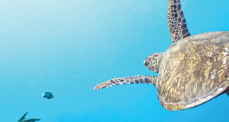 Scène sous-marine avec une tortue nageant dans une eau bleue claire.