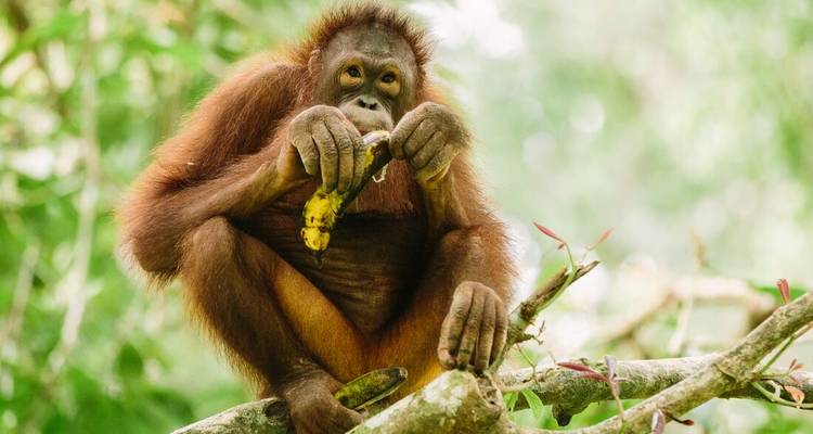 Orang-outan mangeant une banane dans un cadre forestier.