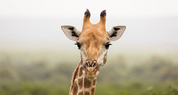 Giraffe head with a blurred background of greenery.