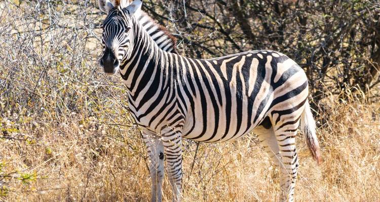 Zebra in a dry landscape with sparse bushes.