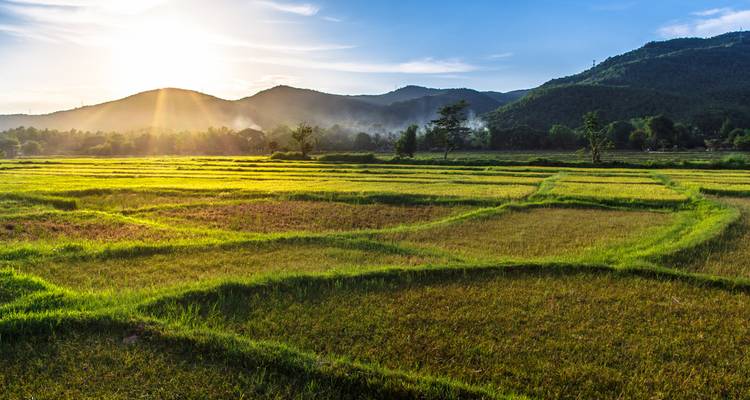 Green rice fields with mountains and the sun setting.