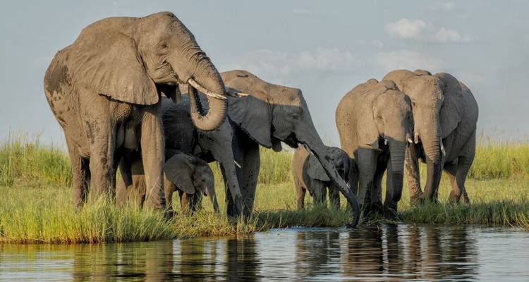 A family of elephants drink at the water’s edge amid tall green reeds under afternoon light.