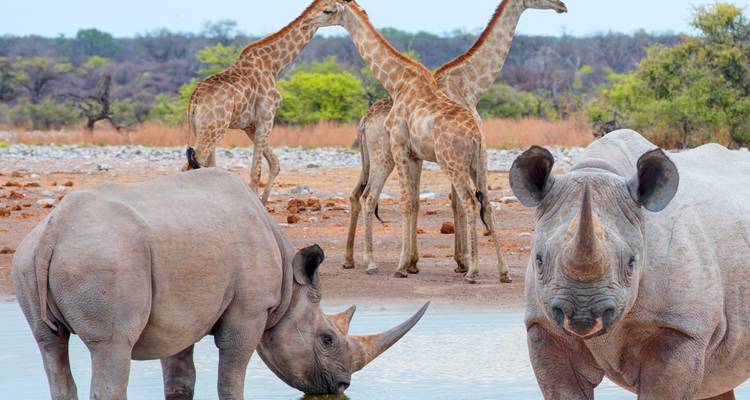 Rhinos drink at a waterhole while giraffes stroll in the background on Etosha’s arid plains.