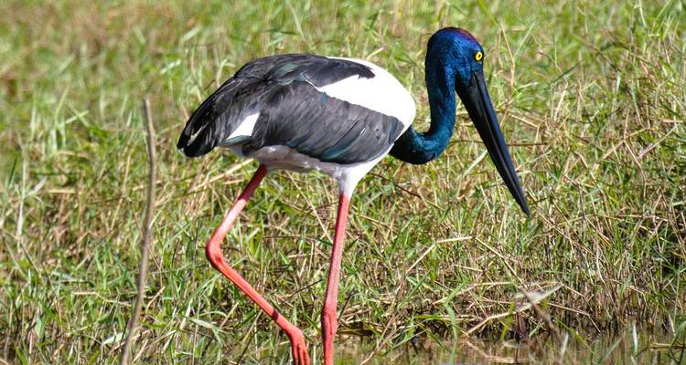Schwarzhalsstorch mit leuchtend roten Beinen und blauem Kopf bei der Nahrungssuche im hohen Feuchtgebietsgras.