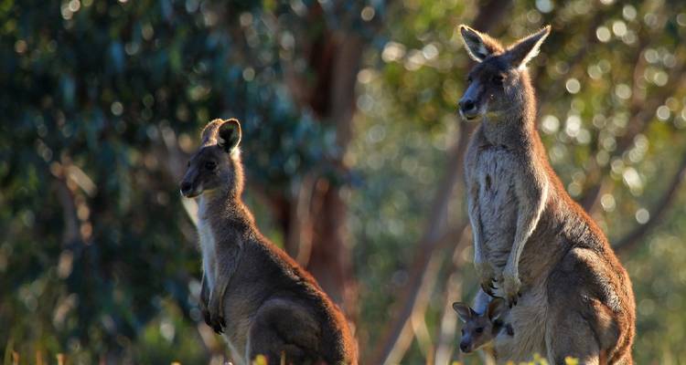 Kangaroos in their natural habitat with greenery and light bokeh.