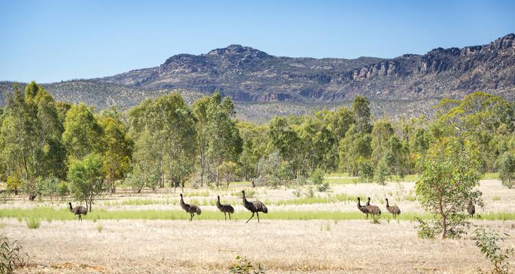 Group of emus walking in an open field with mountains in the background.