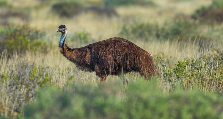 Un émeu debout dans des herbes dorées et hautes avec de bas arbustes dans un paysage de l'arrière-pays australien.