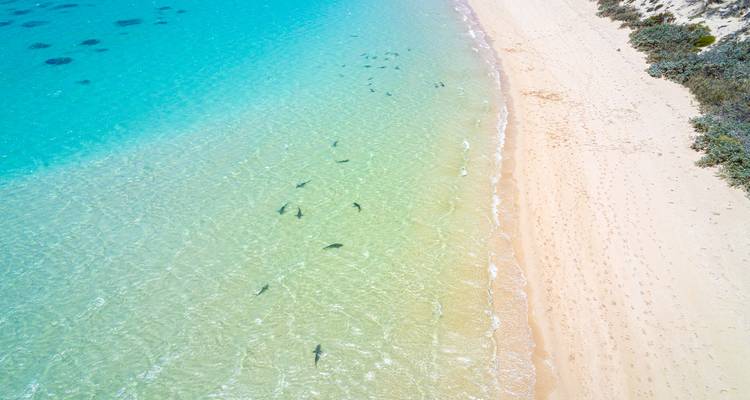 Aerial view of a beach with clear water and visible marine life.