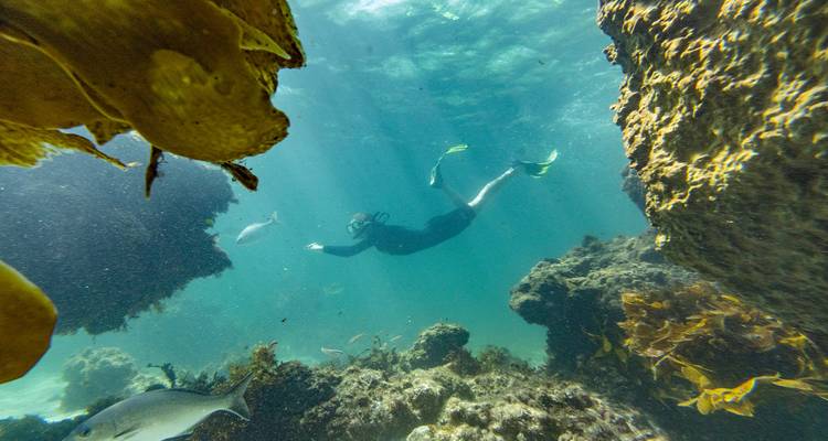 Personne faisant de la plongée avec tuba sous l'eau avec des poissons et du corail.