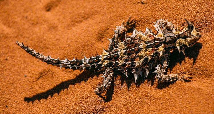 Primer plano de un lagarto diablo espinoso camuflado en la arena roja del desierto.