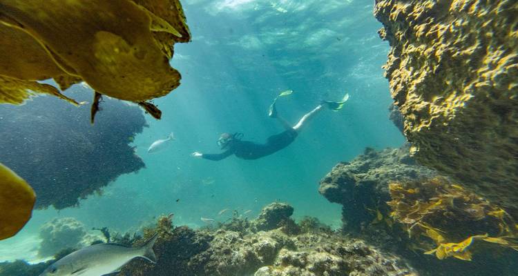 Un buceador de superficie deslizándose entre peces y arrecifes rocosos en aguas oceánicas turquesas y cristalinas iluminadas por rayos de sol.