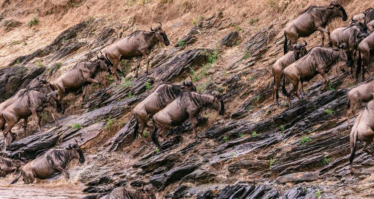 Gnous traversant une rivière lors de leur migration.
