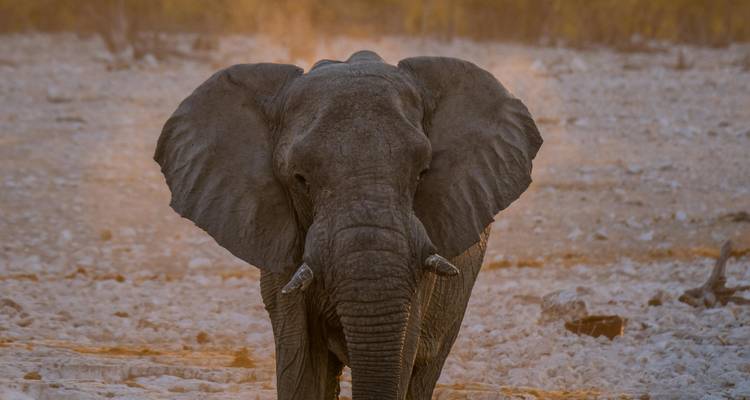 Éléphant debout dans le paysage sec, regardant vers la caméra.