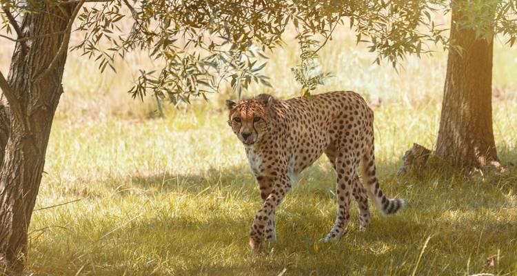 Guépard debout sous un arbre dans la prairie.