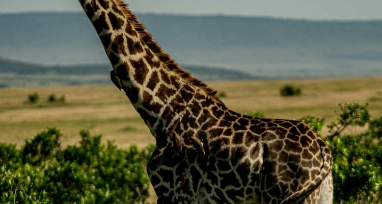 Girafe se dressant dans une plaine herbeuse avec des collines au loin.