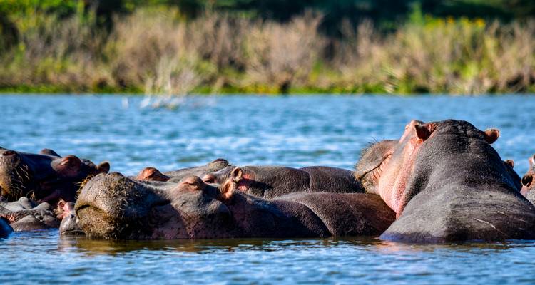 Troupeau d'hippopotames se relaxant dans l'eau.