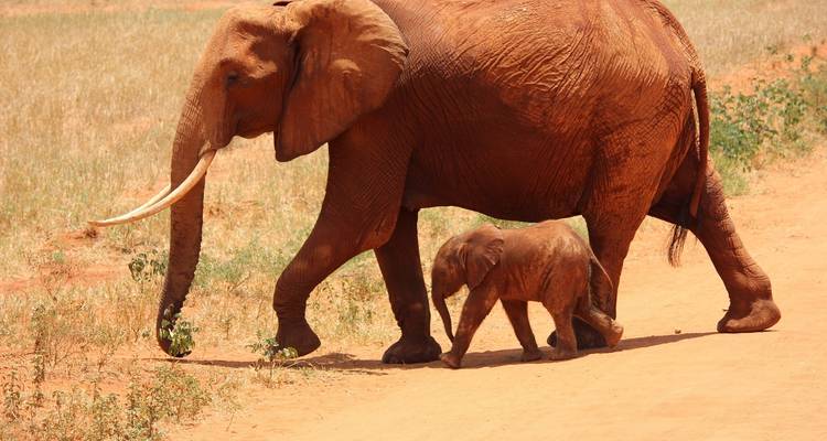 Un éléphant adulte marchant à côté d'un éléphanteau sur un sol sablonneux rouge.