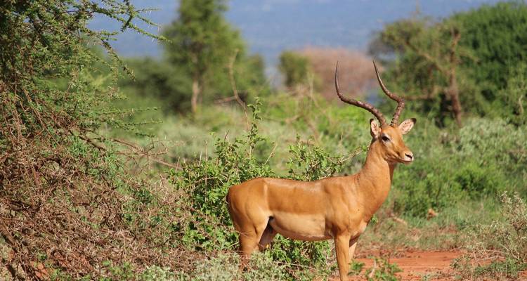 Antilope debout au milieu de buissons verts dans un champ ouvert.
