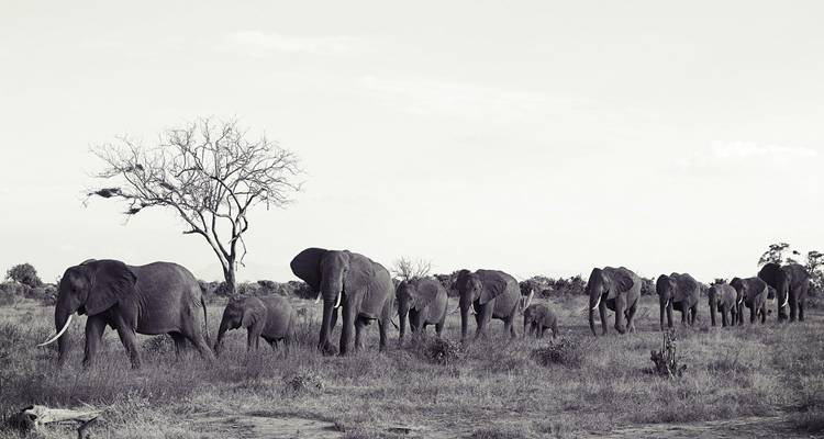 Image monochrome d'une file d'éléphants marchant à travers des plaines ouvertes.