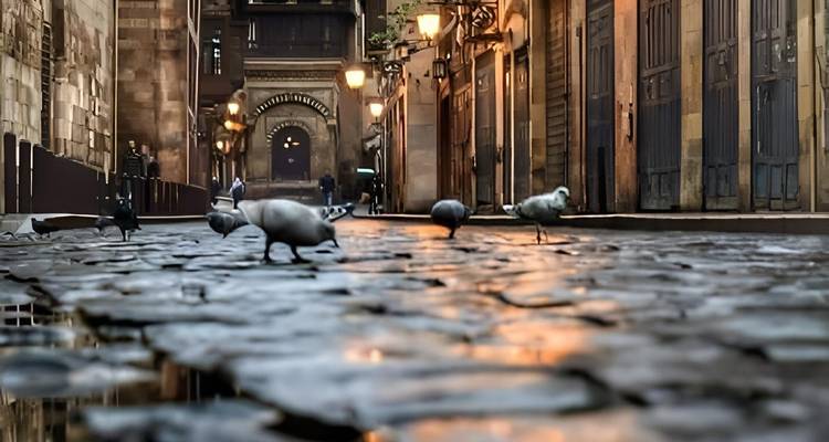 Cobblestone street in a historic district with pigeons