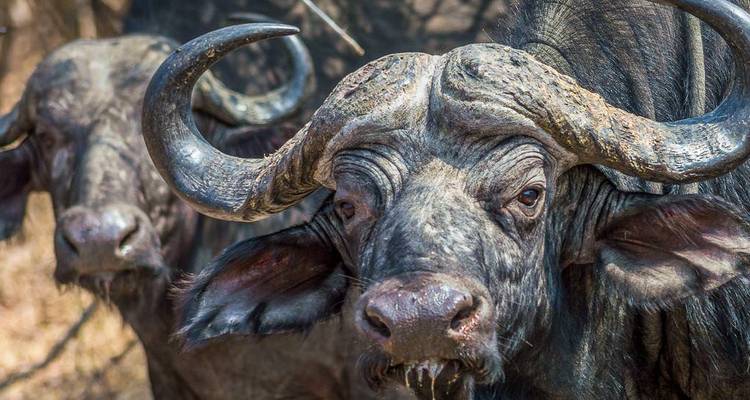 Close-up of two African buffalo in natural habitat.