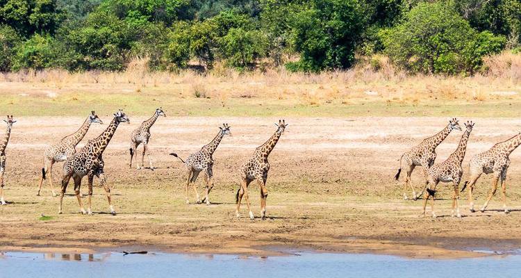Herd of giraffes near a water source under a clear sky.