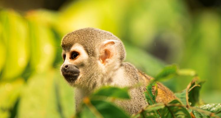 Gros plan d'un singe-écureuil dans une végétation luxuriante.