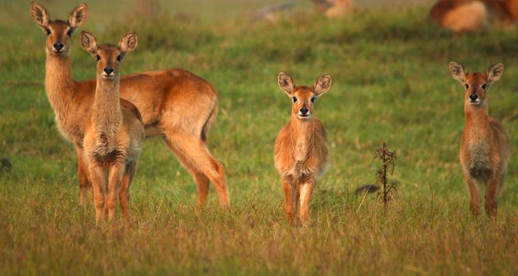 Antelope group in a grassy field.