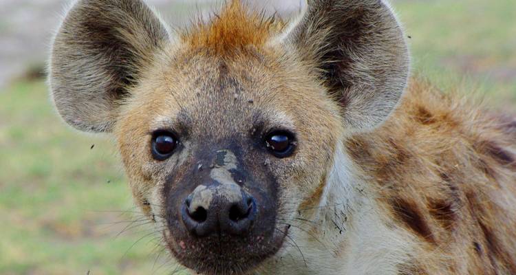 Close-up of a hyena in its natural habitat.