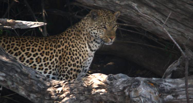 Leopard camouflaged in a tree.