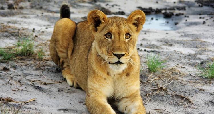 Lion cub resting on a sandy area.