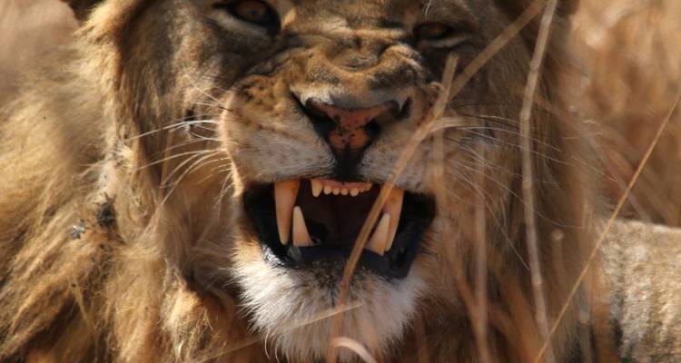 Close-up of a roaring lion.