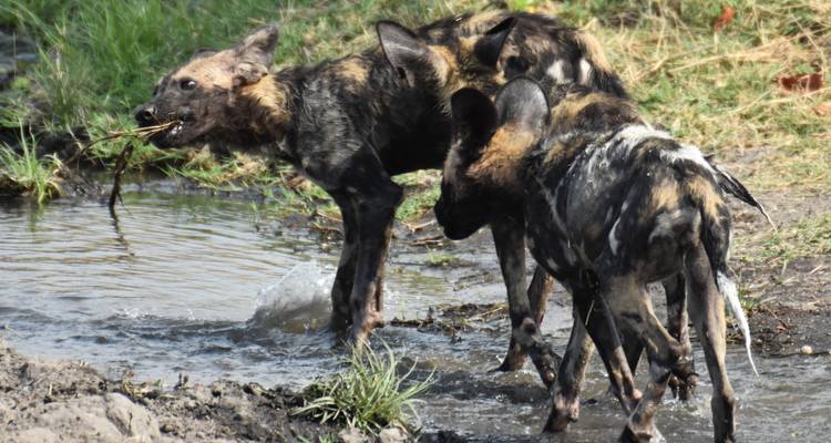 Pack of wild dogs drinking from a water hole.