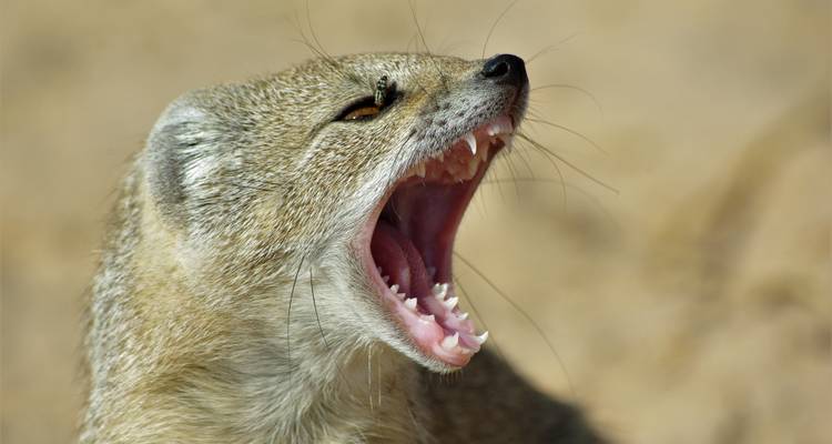 Close-up of a mongoose with open mouth