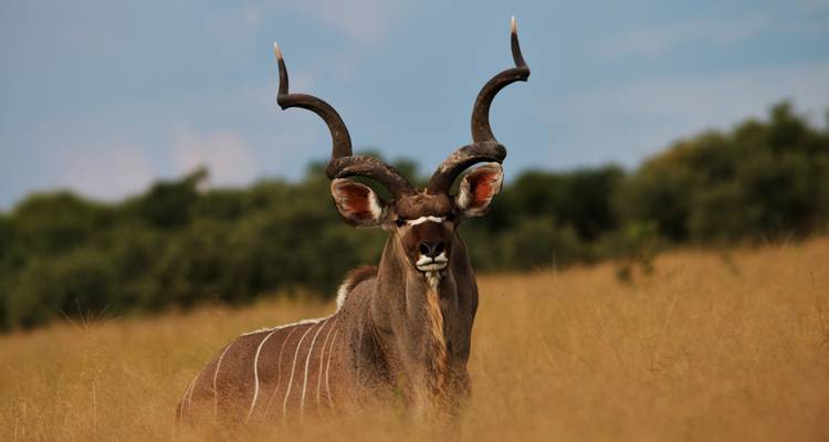 Kudu standing in tall grass in the savannah