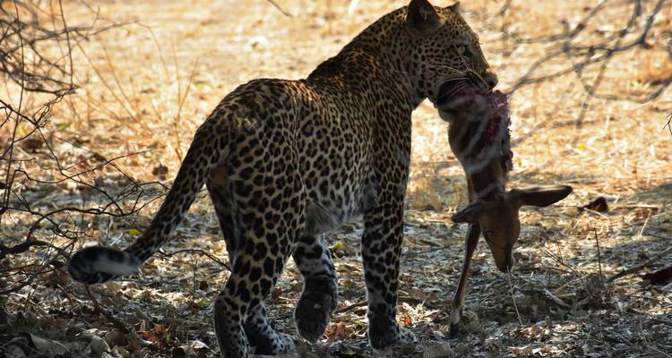 Leopard carrying its prey in a dry bushland