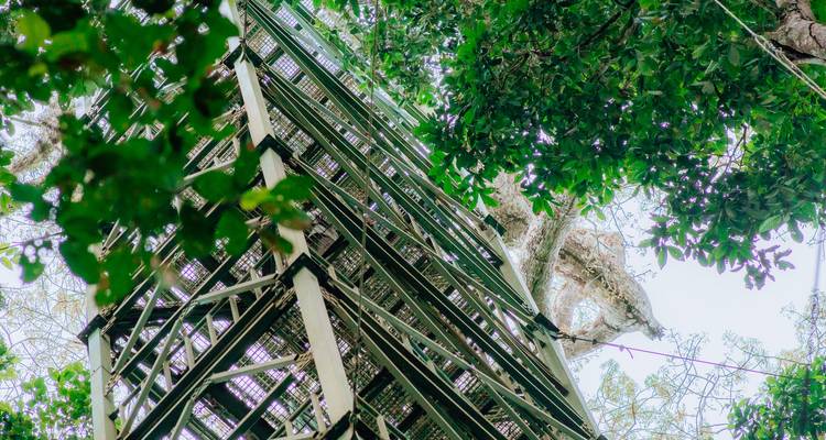 Une haute tour d'observation au milieu des arbres