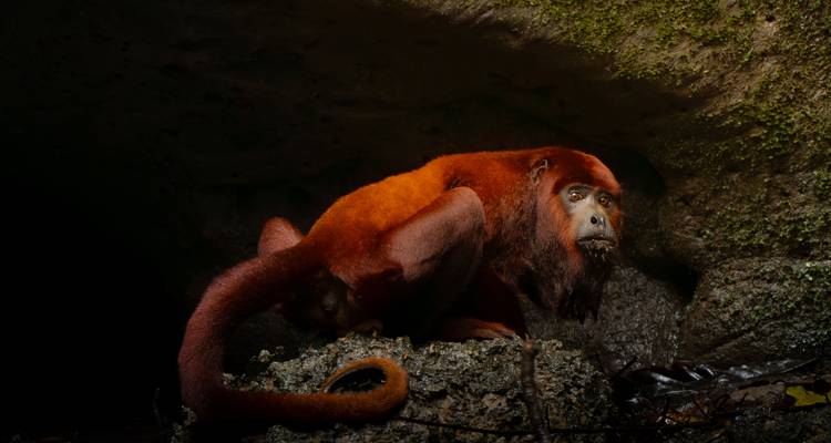 Un singe hurleur rouge dans un cadre semblable à une grotte