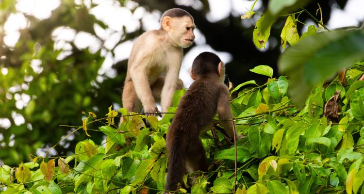 Deux singes sur un feuillage vert