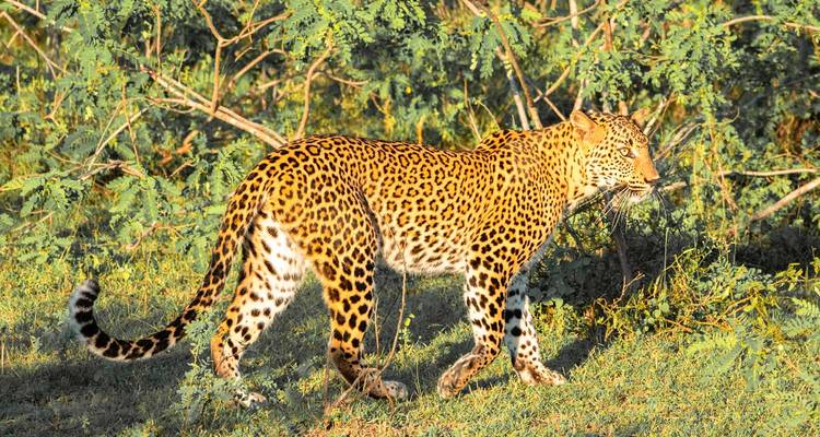A leopard walking through the bush in a natural setting.