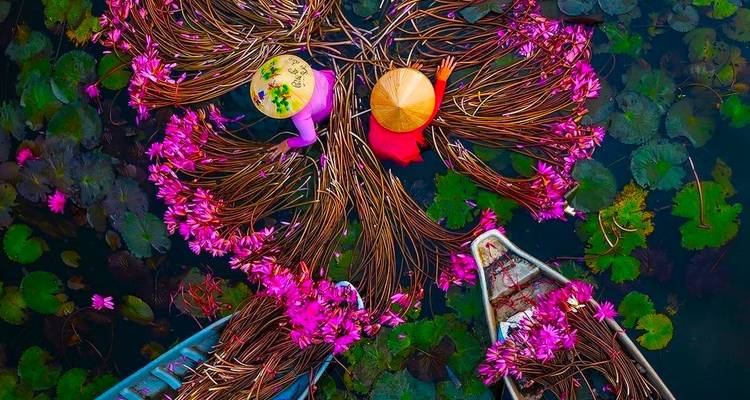 Deux personnes cueillant des nénuphars depuis un bateau entouré de magnifiques fleurs de lotus.