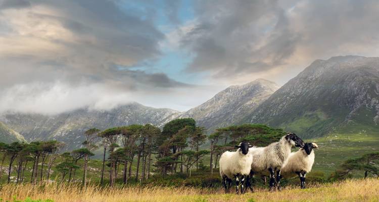 Moutons dans un champ avec des montagnes en arrière-plan.