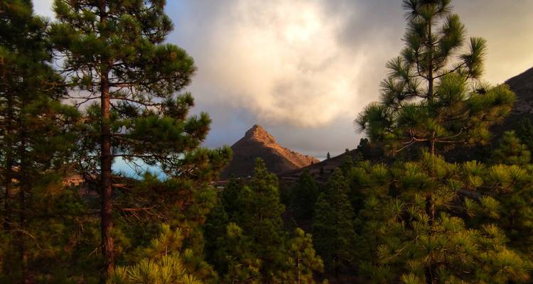 Une forêt avec de grands arbres et un sommet de montagne lointain sous un ciel dramatique.